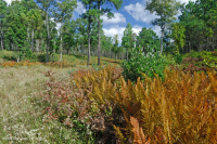 مستنقع السهول الساحلية/مستنقع بيدمونت الخارجي - CEGL006499