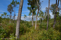 مستنقع السهول الساحلية/مستنقع بيدمونت الخارجي - CEGL006499