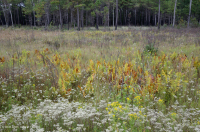 مستنقع السهول الساحلية/مستنقع بيدمونت الخارجي - CEGL006499