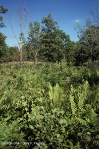 مستنقع السهول الساحلية/مستنقع بيدمونت الخارجي - CEGL006499