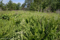 مستنقع السهول الساحلية/مستنقع بيدمونت الخارجي - CEGL006499