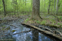 مستنقع مرتفعات بيدمونت المرتفعات المنخفضة (البلوط الصنوبري - نوع البلوط الأبيض المستنقع) - CEGL004643