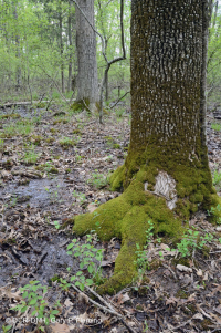 مستنقع مرتفعات بيدمونت المرتفعات المنخفضة (البلوط الصنوبري - نوع البلوط الأبيض المستنقع) - CEGL004643