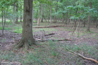 مستنقع مرتفعات بيدمونت المرتفعات المنخفضة (البلوط الصنوبري - نوع البلوط الأبيض المستنقع) - CEGL004643