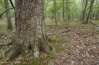 مستنقع مرتفعات بيدمونت المرتفعات المنخفضة (البلوط الصنوبري - نوع البلوط الأبيض المستنقع) - CEGL004643