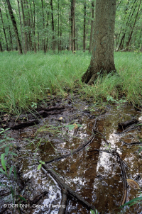 مستنقع مرتفعات بيدمونت المرتفعات المنخفضة (البلوط الصنوبري - نوع البلوط الأبيض المستنقع) - CEGL004643