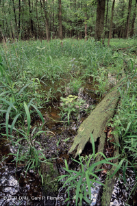 مستنقع مرتفعات بيدمونت المرتفعات المنخفضة (البلوط الصنوبري - نوع البلوط الأبيض المستنقع) - CEGL004643