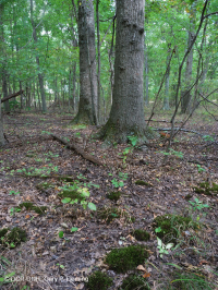 مستنقع مرتفعات بيدمونت المرتفعات المنخفضة (البلوط الصنوبري - نوع البلوط الأبيض المستنقع) - CEGL004643