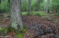 مستنقع مرتفعات بيدمونت المرتفعات المنخفضة (نوع بلوط الصفصاف) - CEGL007403