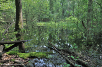 مستنقع مرتفعات بيدمونت المرتفعات المنخفضة (نوع بلوط الصفصاف) - CEGL007403