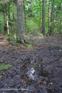 مستنقع مرتفعات بيدمونت المرتفعات المنخفضة (نوع بلوط الصفصاف) - CEGL007403