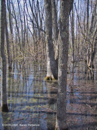 مستنقع مرتفعات بيدمونت المرتفعات المنخفضة (نوع بلوط الصفصاف) - CEGL007403