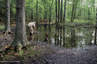 مستنقع مرتفعات بيدمونت المرتفعات المنخفضة (نوع بلوط الصفصاف) - CEGL007403