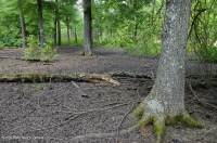 مستنقع مرتفعات بيدمونت المرتفعات المنخفضة (نوع بلوط الصفصاف) - CEGL007403