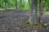 مستنقع مرتفعات بيدمونت المرتفعات المنخفضة (نوع بلوط الصفصاف) - CEGL007403