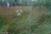 فين مستوى سطح البحر - CEGL - CEGL006310