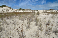 مستنقع بين الكثبان الرملية (نوع من أنواع الكثبان المختلطة) - CEGL004111 مستنقع بين الكثبان الرملية (نوع من أنواع الكثبان المختلطة) - CEGL004111