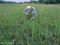 مستنقع بين الكثبان الرملية (نوع الأراضي العشبية الجنوبية المختلطة) - CEGL006840 مستنقع بين الكثبان الرملية (نوع الأراضي العشبية الجنوبية المختلطة) - CEGL006840