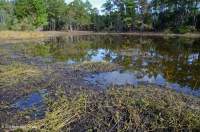 مستنقع بين الكثبان الرملية/البركة (غير مصنفة) مستنقع بين الكثبان الرملية/البركة (غير مصنفة)