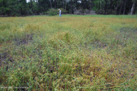 مستنقع بين الكثبان الرملية/بركة (غير مصنفة) مستنقع بين الكثبان الرملية/بركة (غير مصنفة)
