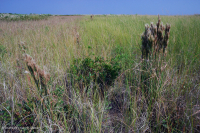 مستنقع بين الكثبان الرملية (نوع الأراضي العشبية المختلطة الشمالية) - CEGL004117 مستنقع بين الكثبان الرملية (نوع الأراضي العشبية المختلطة الشمالية) - CEGL004117