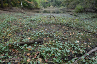 مستنقع بين الكثبان الرملية/بركة (غير مصنفة) مستنقع بين الكثبان الرملية/بركة (غير مصنفة)