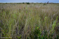 مستنقع بين الكثبان الرملية (نوع الأراضي العشبية المختلطة الشمالية) - CEGL004117 مستنقع بين الكثبان الرملية (نوع الأراضي العشبية المختلطة الشمالية) - CEGL004117