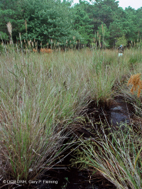 مستنقع بين الكثبان الرملية/البركة (نوع سويتش جراس) - CEGL004129 مستنقع بين الكثبان الرملية/البركة (نوع سويتش جراس) - CEGL004129