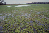 بركة ما بين الكثبان الرملية (بركة ما بين الكثبان الرملية (مياه ساحلية - نوع أوليجوهاليني أبيض سبيكروش) - CEGL006350 بركة ما بين الكثبان الرملية (بركة ما بين الكثبان الرملية (مياه ساحلية - نوع أوليجوهاليني أبيض سبيكروش) - CEGL006350