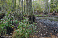 غابة المستنقعات البحرية (نوع السرو الأصلع) - CEGL004079 غابة المستنقعات البحرية (نوع السرو الأصلع) - CEGL004079