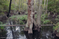 غابة المستنقعات البحرية (نوع السرو الأصلع) - CEGL004079 غابة المستنقعات البحرية (نوع السرو الأصلع) - CEGL004079