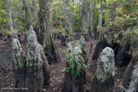 غابة المستنقعات البحرية (نوع السرو الأصلع) - CEGL004079 غابة المستنقعات البحرية (نوع السرو الأصلع) - CEGL004079