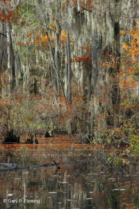 غابة المستنقعات البحرية (نوع السرو الأصلع) - CEGL004079 غابة المستنقعات البحرية (نوع السرو الأصلع) - CEGL004079