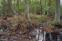 غابة المستنقعات البحرية (القيقب الأحمر - نوع التوبيلو) - CEGL004082 غابة المستنقعات البحرية (القيقب الأحمر - نوع التوبيلو) - CEGL004082