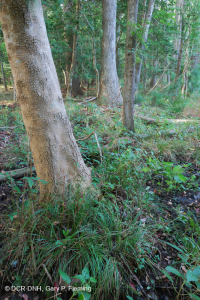 غابة المستنقعات البحرية (القيقب الأحمر - نوع التوبيلو) - CEGL004082 غابة المستنقعات البحرية (القيقب الأحمر - نوع التوبيلو) - CEGL004082