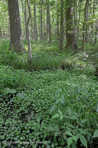 غابة المستنقعات البحرية (القيقب الأحمر - نوع التوبيلو) - CEGL004082 غابة المستنقعات البحرية (القيقب الأحمر - نوع التوبيلو) - CEGL004082