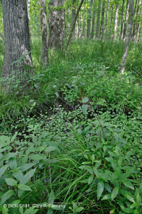 غابة المستنقعات البحرية (القيقب الأحمر - نوع التوبيلو) - CEGL004082 غابة المستنقعات البحرية (القيقب الأحمر - نوع التوبيلو) - CEGL004082