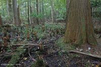 غابة المستنقعات البحرية (القيقب الأحمر - نوع التوبيلو) - CEGL004082 غابة المستنقعات البحرية (القيقب الأحمر - نوع التوبيلو) - CEGL004082