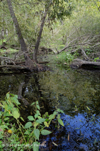 غابة المستنقعات البحرية (نوع الصفصاف الأسود) - CEGL006348 غابة المستنقعات البحرية (نوع الصفصاف الأسود) - CEGL006348