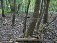 غابة المستنقعات البحرية (نوع الصفصاف الأسود) - CEGL006348 غابة المستنقعات البحرية (نوع الصفصاف الأسود) - CEGL006348