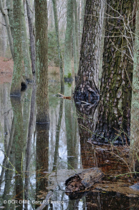 غابة الصنوبر اللوبلي الرطبة البحرية - CEGL006137 غابة الصنوبر اللوبلي الرطبة البحرية - CEGL006137