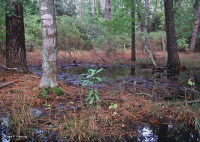 غابة الصنوبر اللوبلي الرطبة البحرية - CEGL006137 غابة الصنوبر اللوبلي الرطبة البحرية - CEGL006137