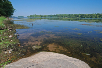 سرير مائي نهري (نوع من العشب الشريطي) - CEGL004333