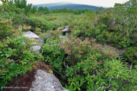 جنوب أبالاشيان أبالاتشيان المختلطة الصلعاء - CEGL003814