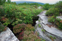 جنوب أبالاشيان أبالاتشيان المختلطة الصلعاء - CEGL003814