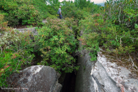 جنوب أبالاشيان أبالاتشيان المختلطة الصلعاء - CEGL003814