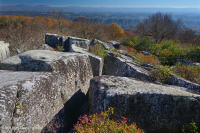 جنوب أبالاشيان أبالاتشيان المختلطة الصلعاء - CEGL003814