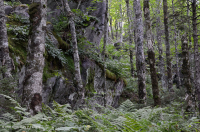 غابات الأبالاش الجنوبية الشمالية الصلبة الشمالية - CEGL007285