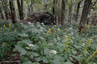 غابات الأبالاش الجنوبية الشمالية الصلبة الشمالية - CEGL007285