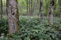 غابات الأبالاش الجنوبية الشمالية الصلبة الشمالية - CEGL007285